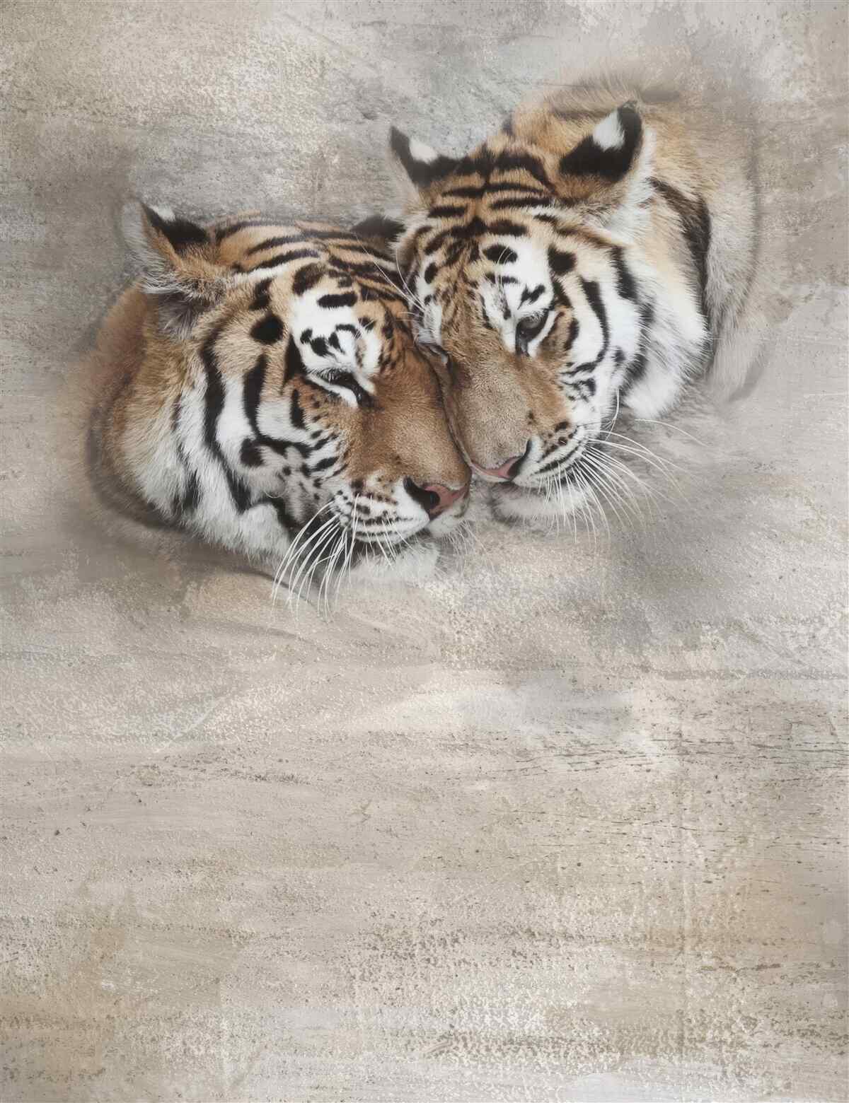 Fototapeta Para tygrysów przykucnęła obok siebie
