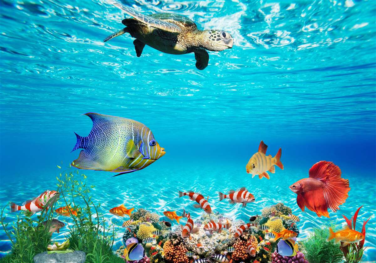 Fototapeta Mieszkańcy podwodnego oceanu