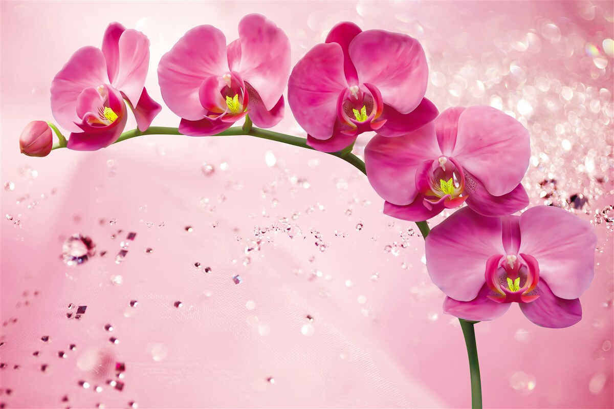 Fototapeta Gałąź czerwonej orchidei