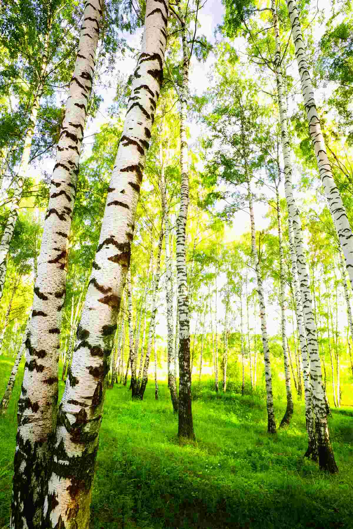 Fototapeta Cienka brzozowa lato