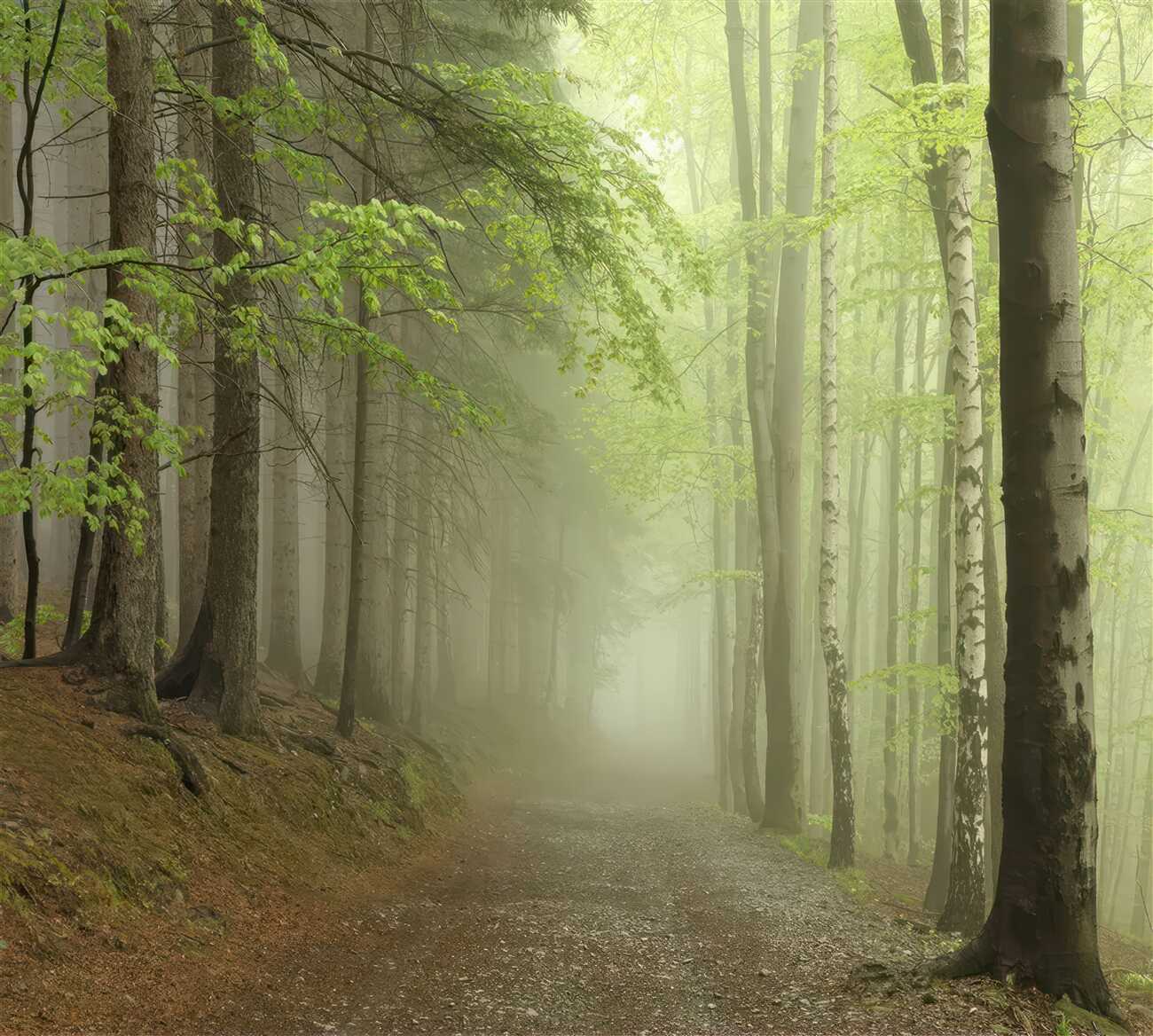 Fototapeta Wałek w mglistym lesie jesienią