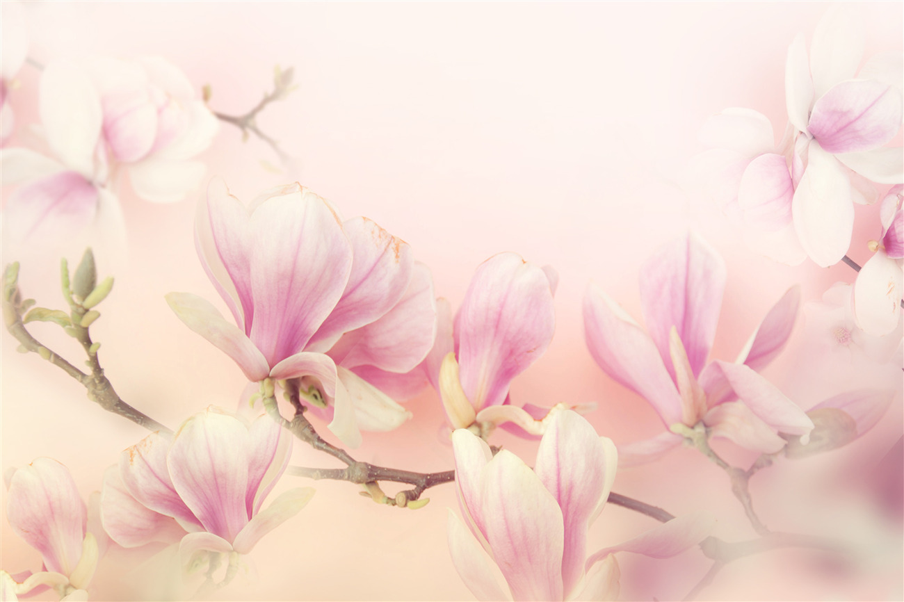 Fototapeta Młode różowe magnolias
