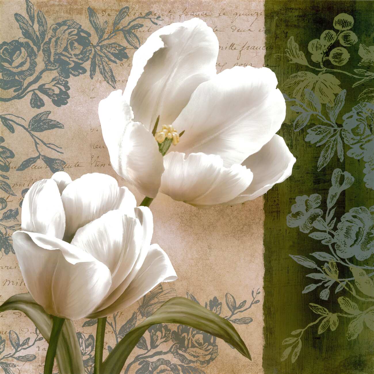 Fototapeta Młode białe tulipany