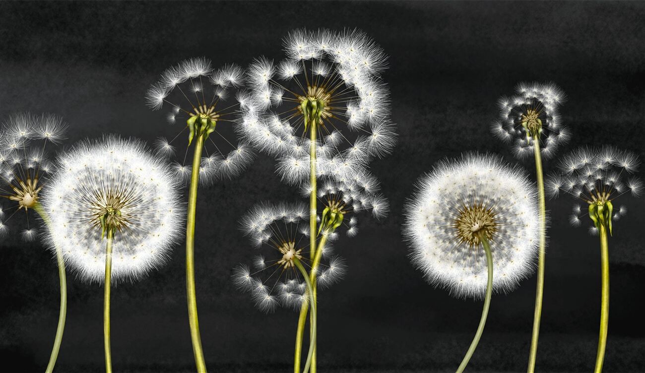 Fototapeta Dandelion biały smukły w nocy