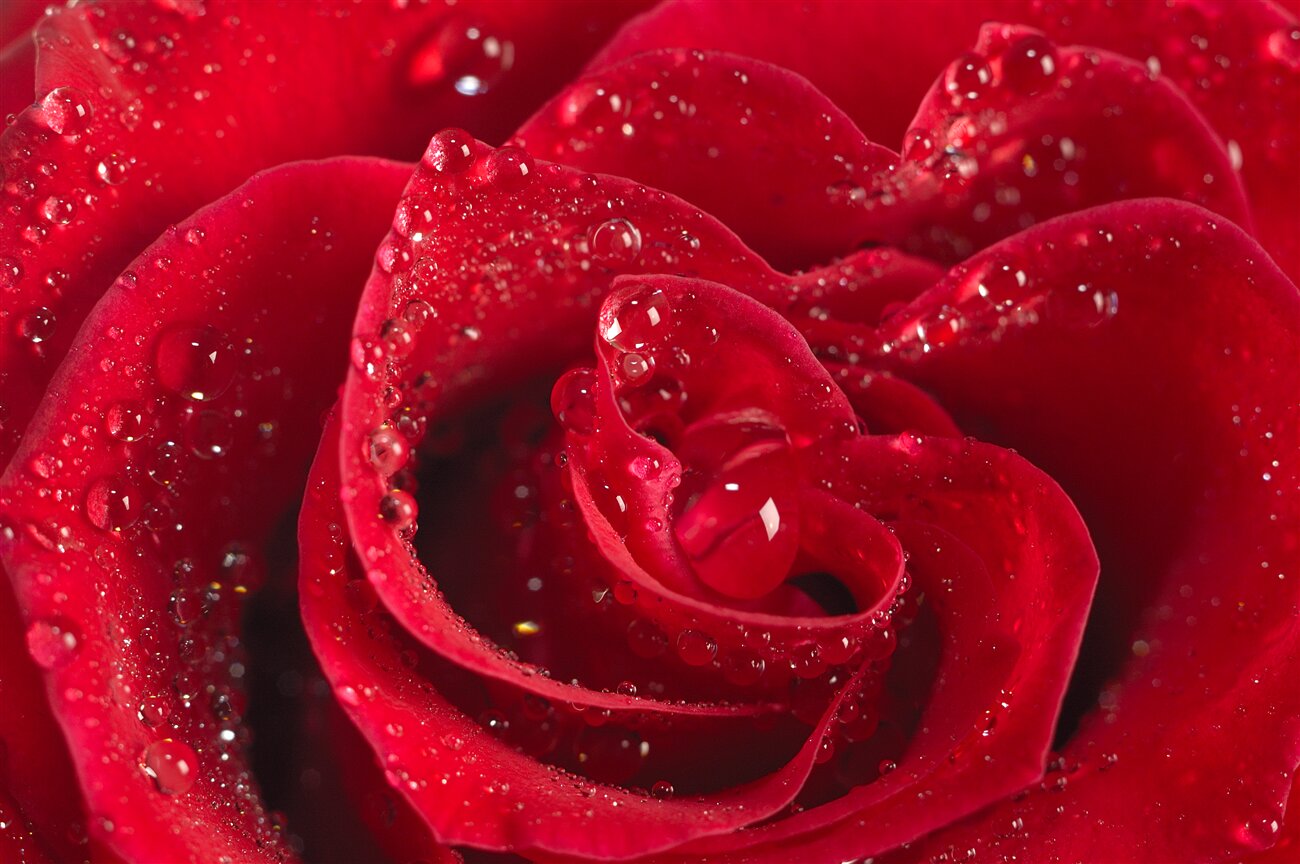 Fototapeta Rose Bud w Ross