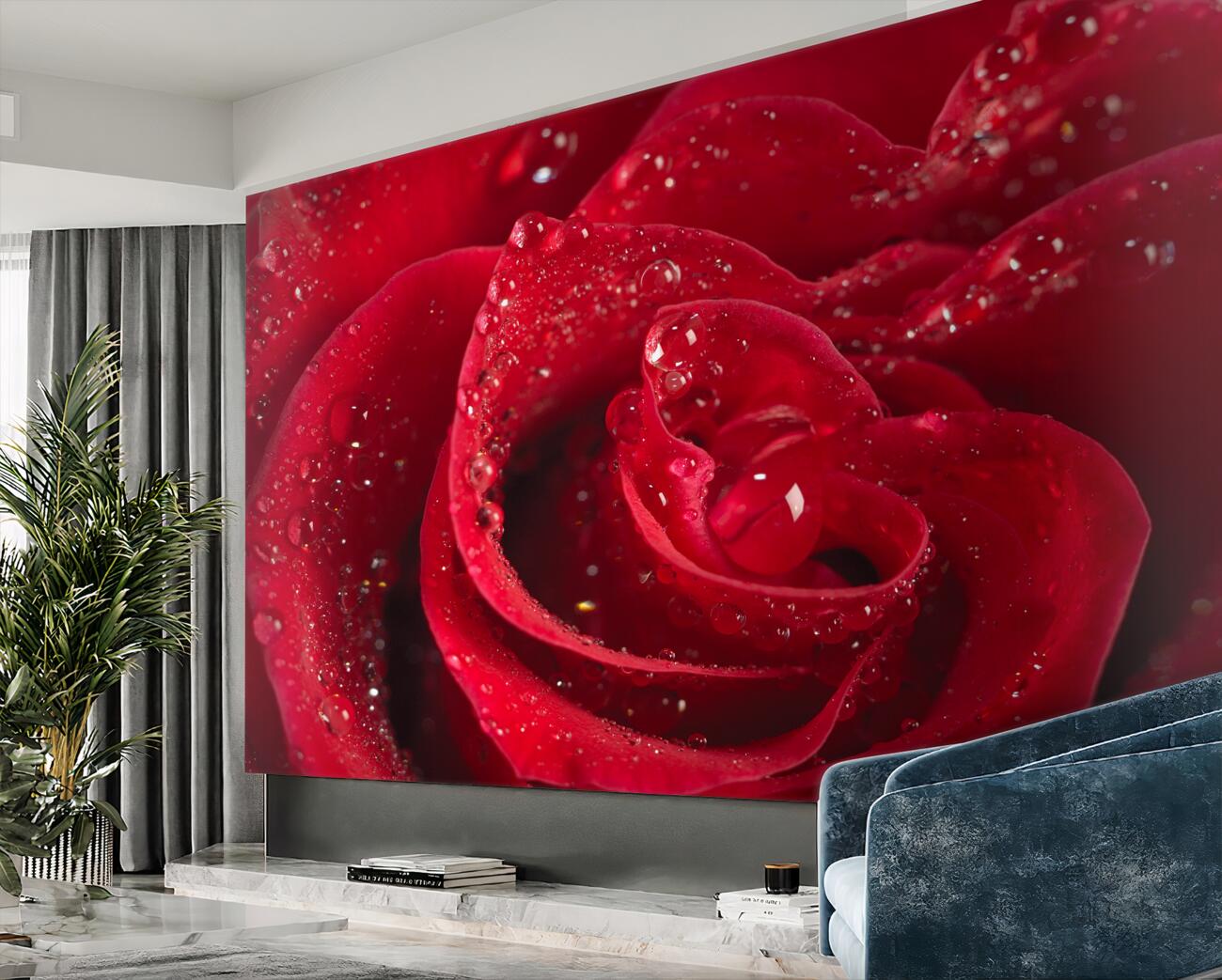 Fototapeta Rose Bud w Ross