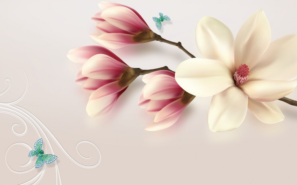 Fototapeta biały kwiat magnolii