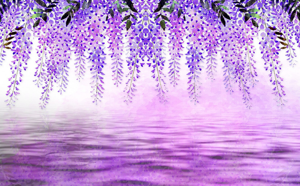 Fototapeta fioletowa glicynia na fioletowym tle