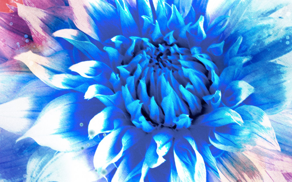 Fototapeta jasny niebieski aster