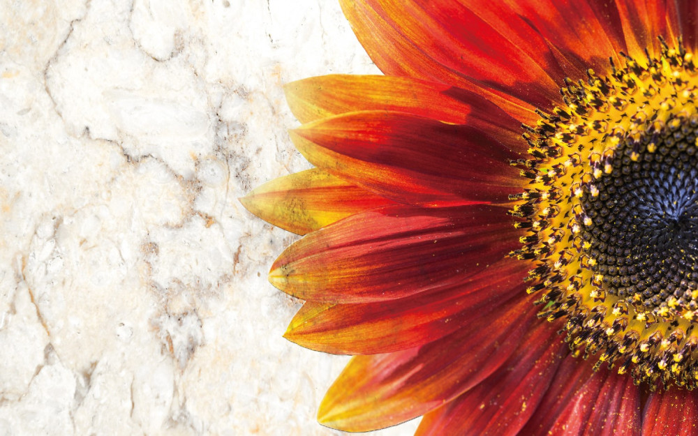 Fototapeta duża czerwono-pomarańczowa gerbera