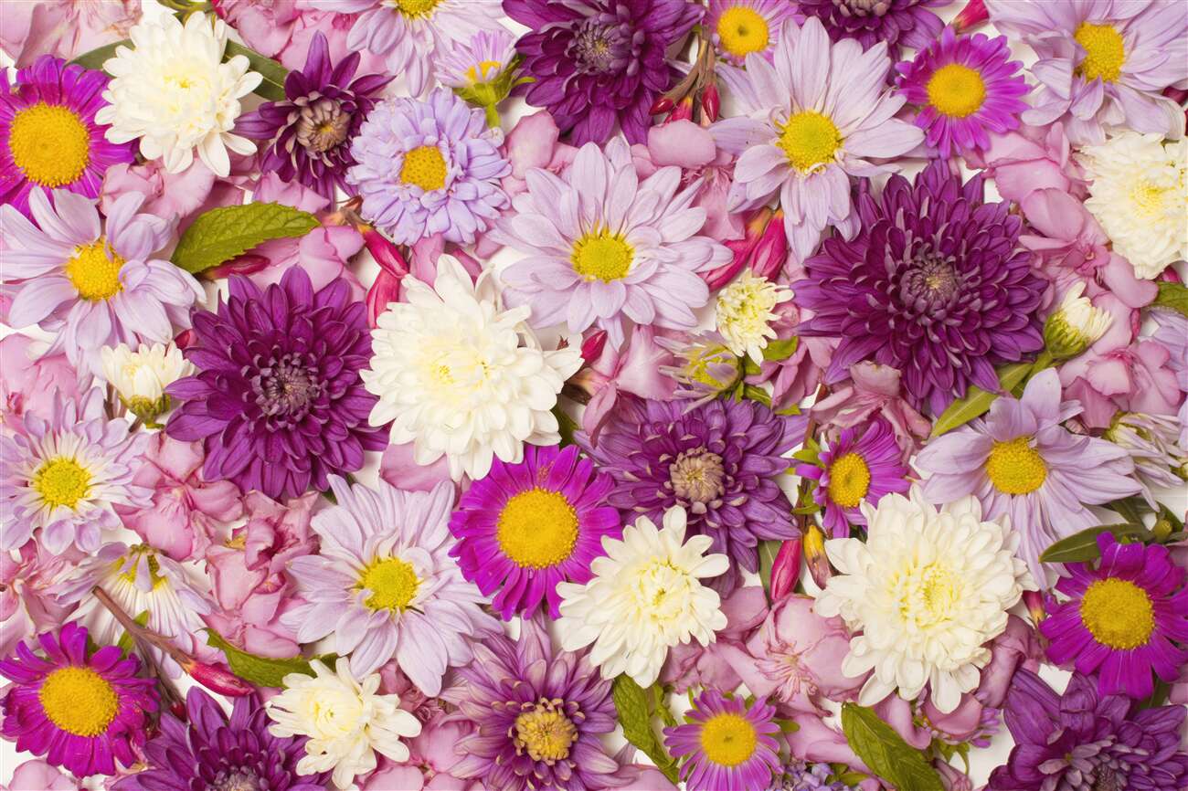 Fototapeta Spring Field Flowers Lilac