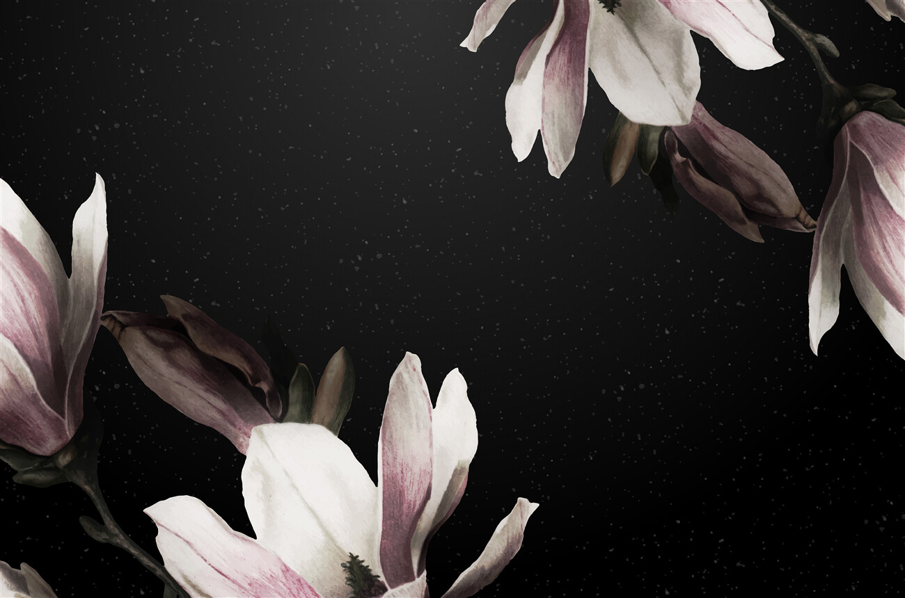 Fototapeta Gałęzie kwitnącej magnolii w nocy