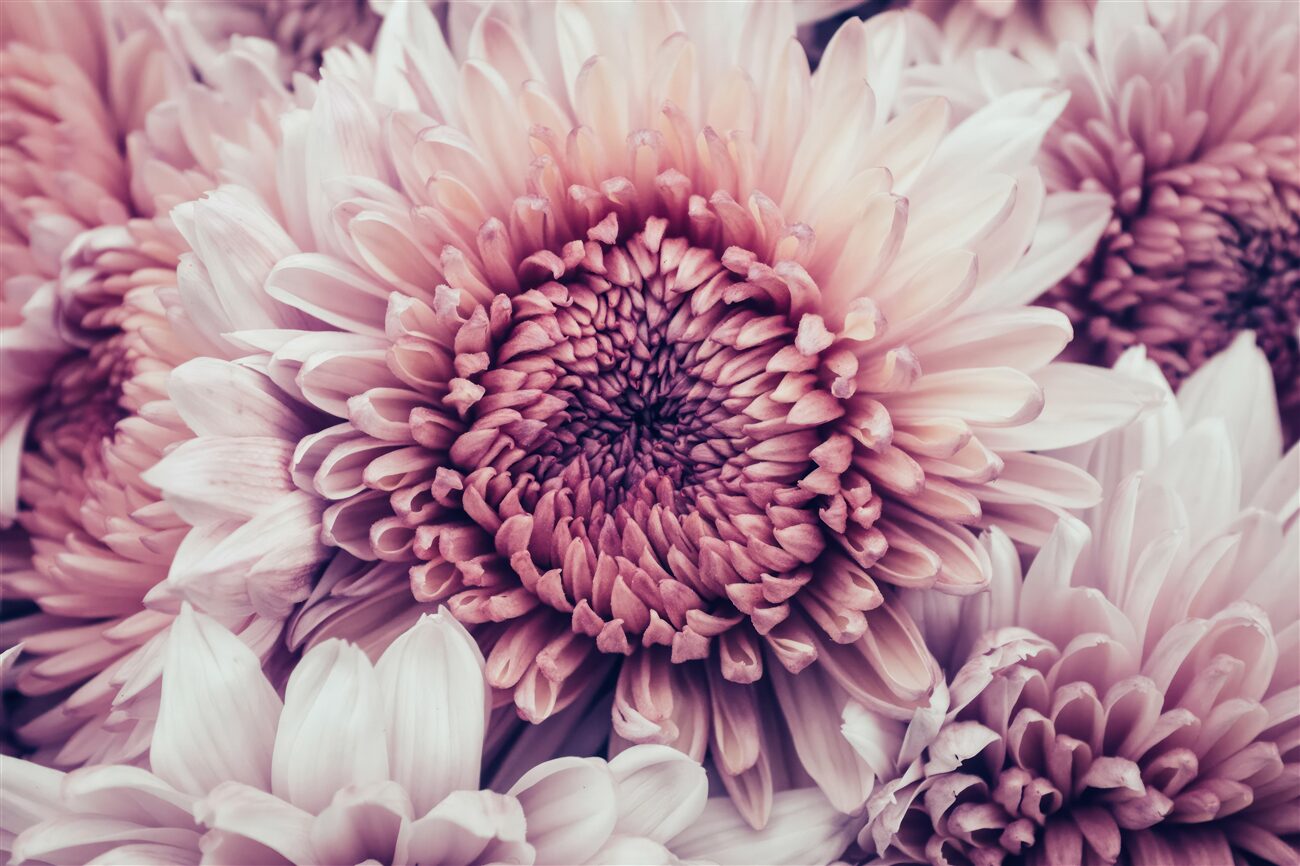 Fototapeta Wielki Bud Pink Aster
