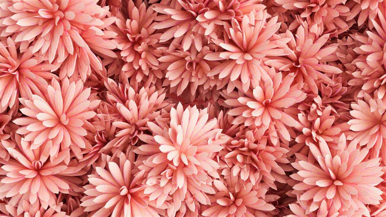 Fototapeta Jasne -pink astery w bukiecie