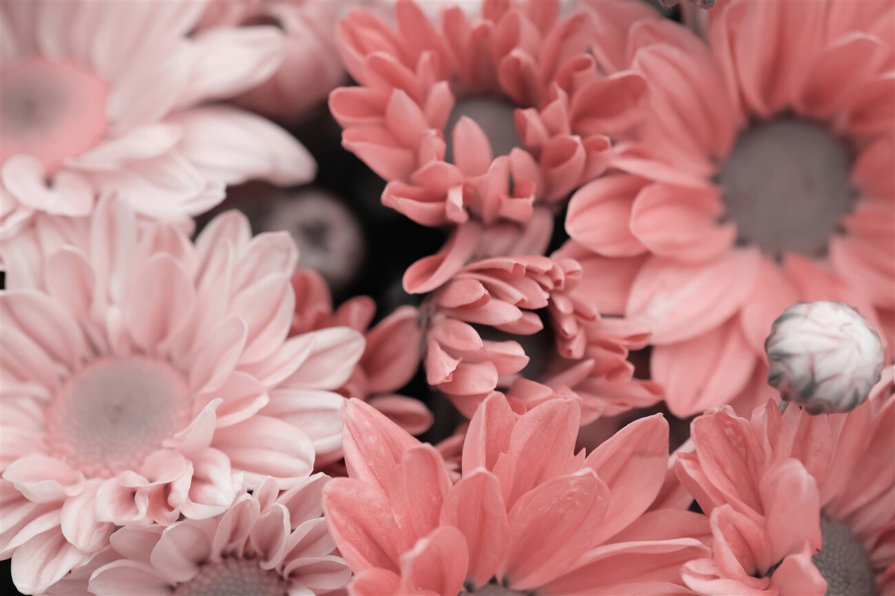 Fototapeta Delikatna lekka makrosema Gerbera
