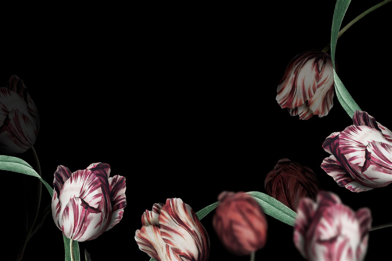 Fototapeta Delikatne zamknięte tulipany przed snem