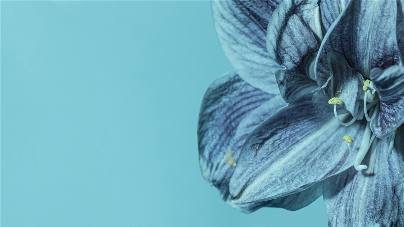 Fototapeta Delikatna niebieska orchidea