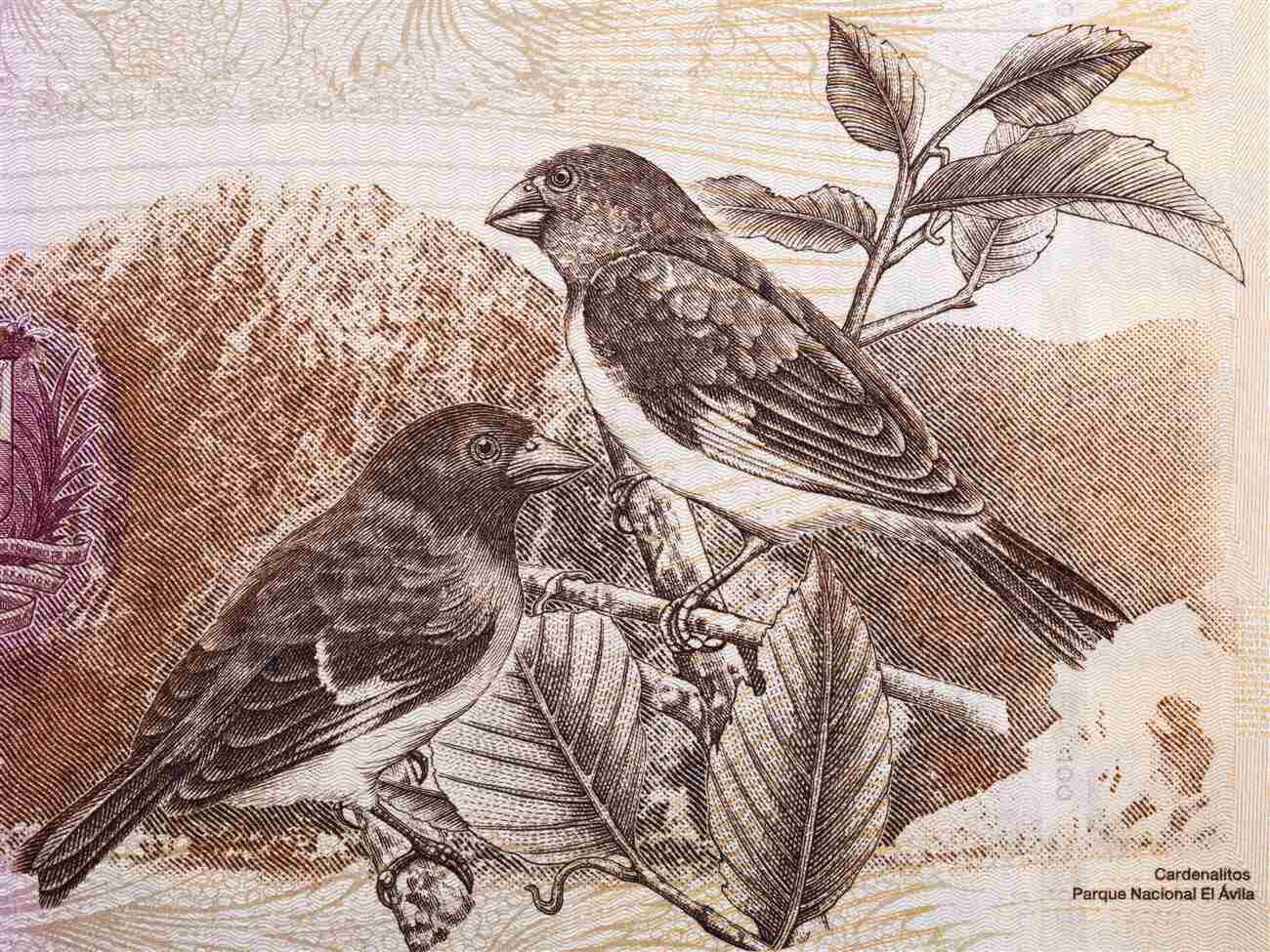 Fototapeta Raven na temat abstrakcji drzewa