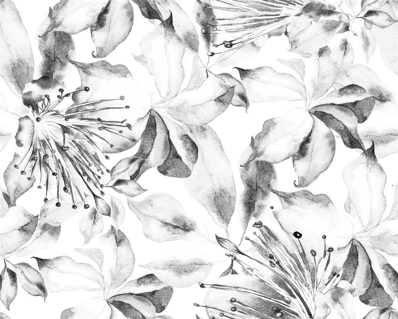 Fototapeta Czarna -biała Lily Bloom