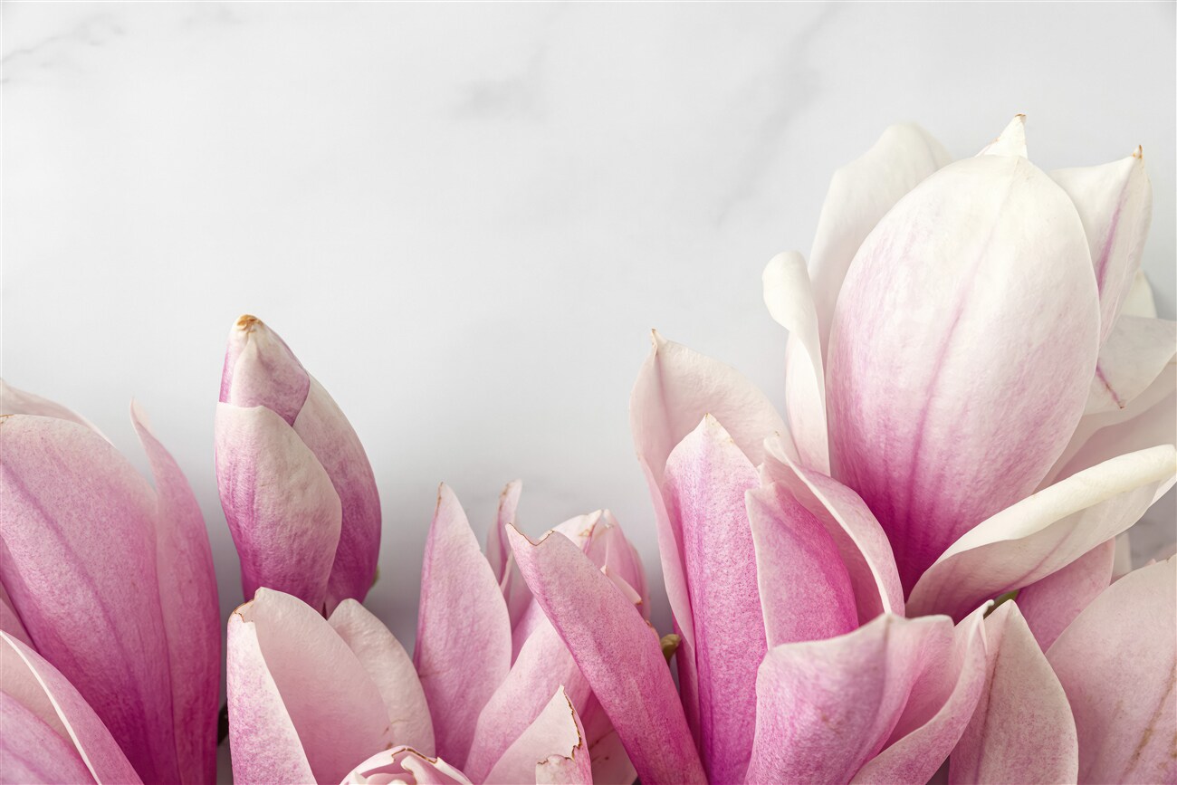 Fototapeta Młode pąki magnolii