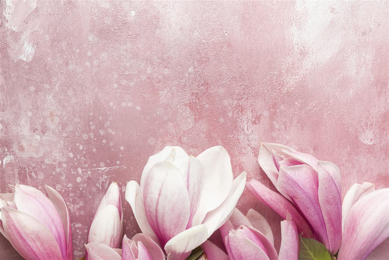 Fototapeta Różowa magnolia jest piękna