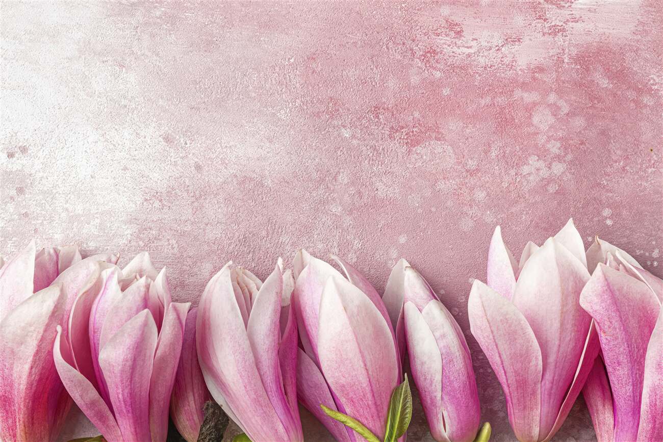 Fototapeta Gałąź jeszcze nie otworzyła Magnolias