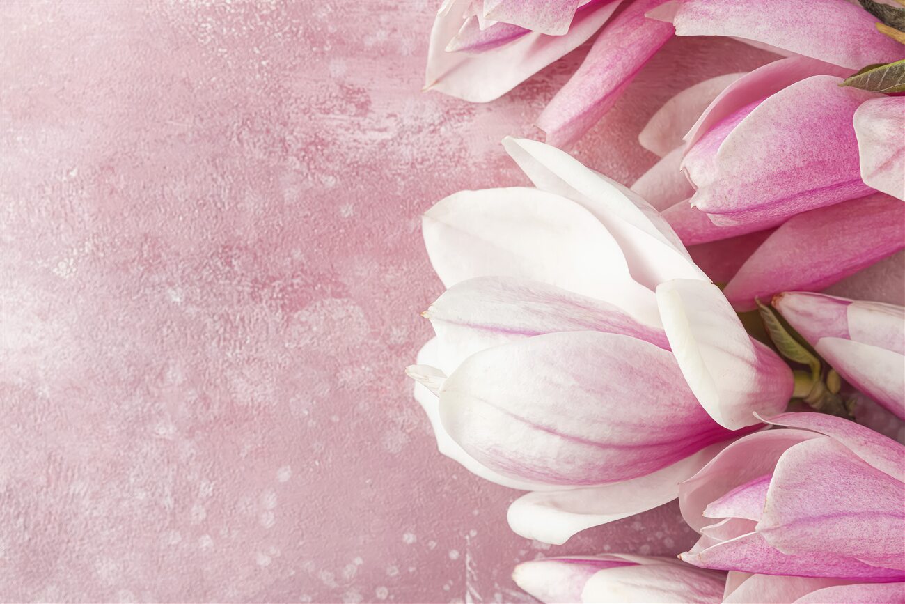 Fototapeta Magnolia jest różowa piękna