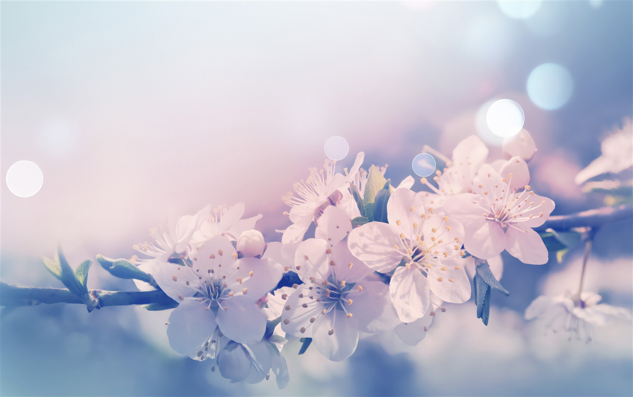 Fototapeta Magnolia i Lily dla gałęzi