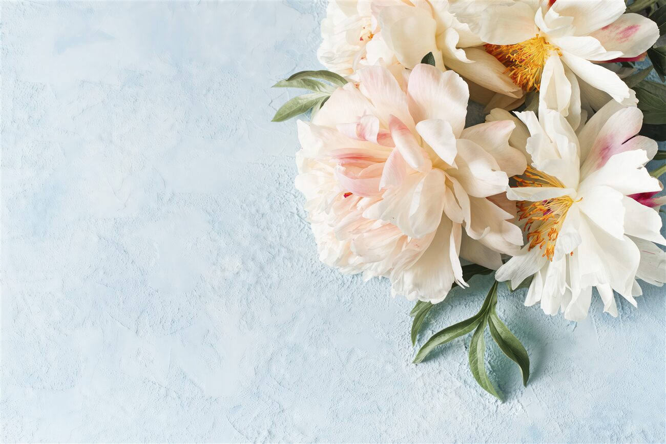 Fototapeta Bush Pionoid Rose White