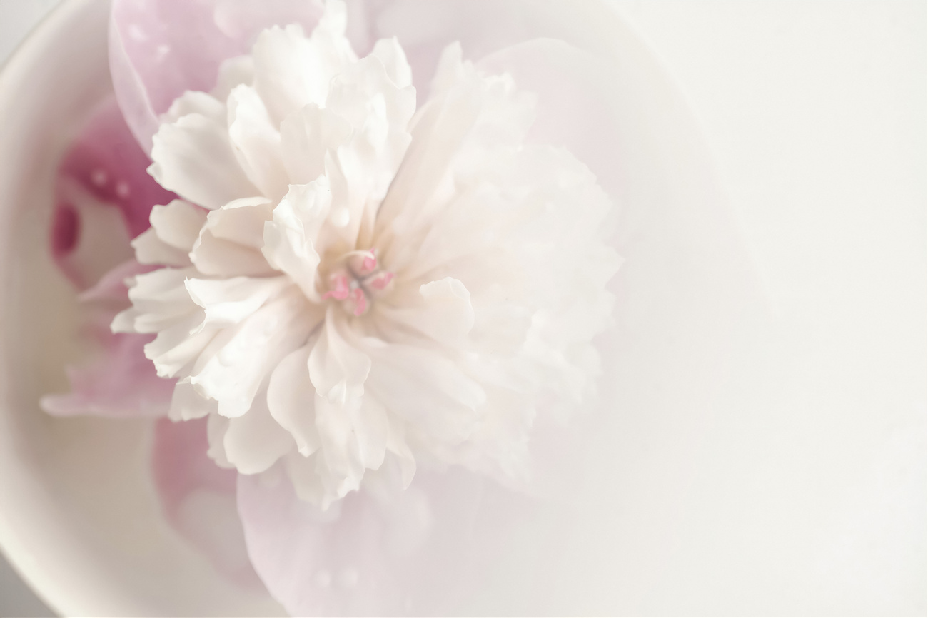 Fototapeta Biały pion w rosa