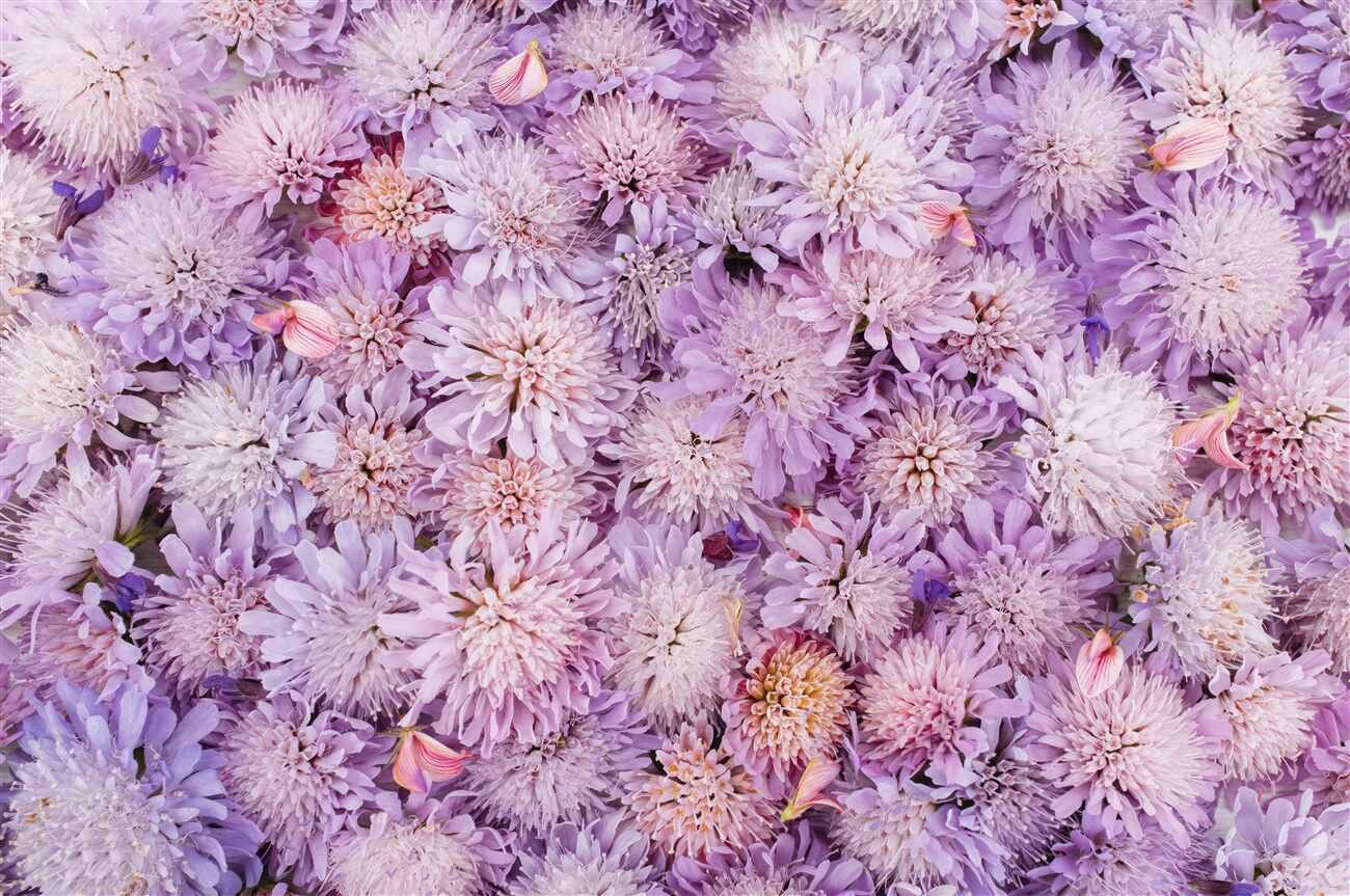 Fototapeta Asters Asters w bukiecie