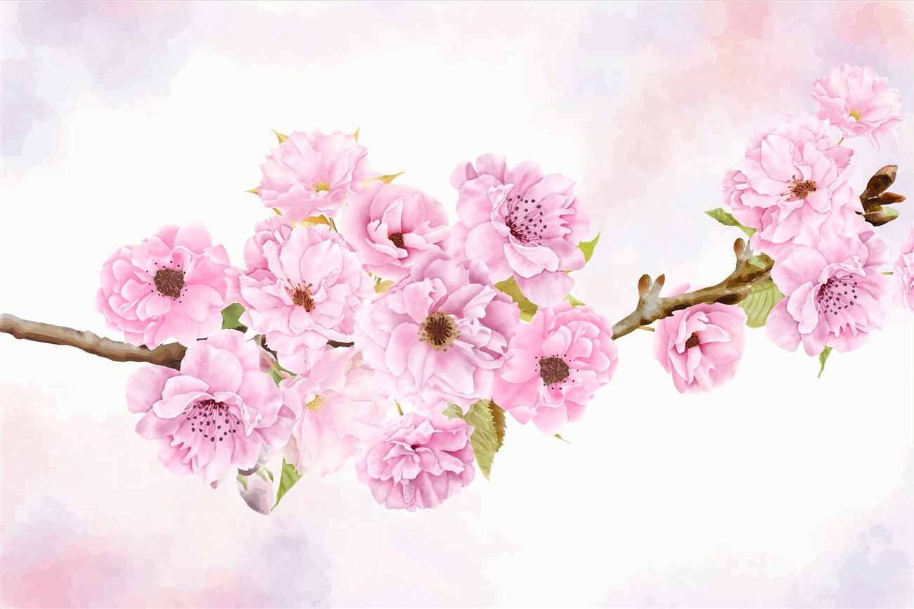Fototapeta Sakura kwitnie na gałęzi