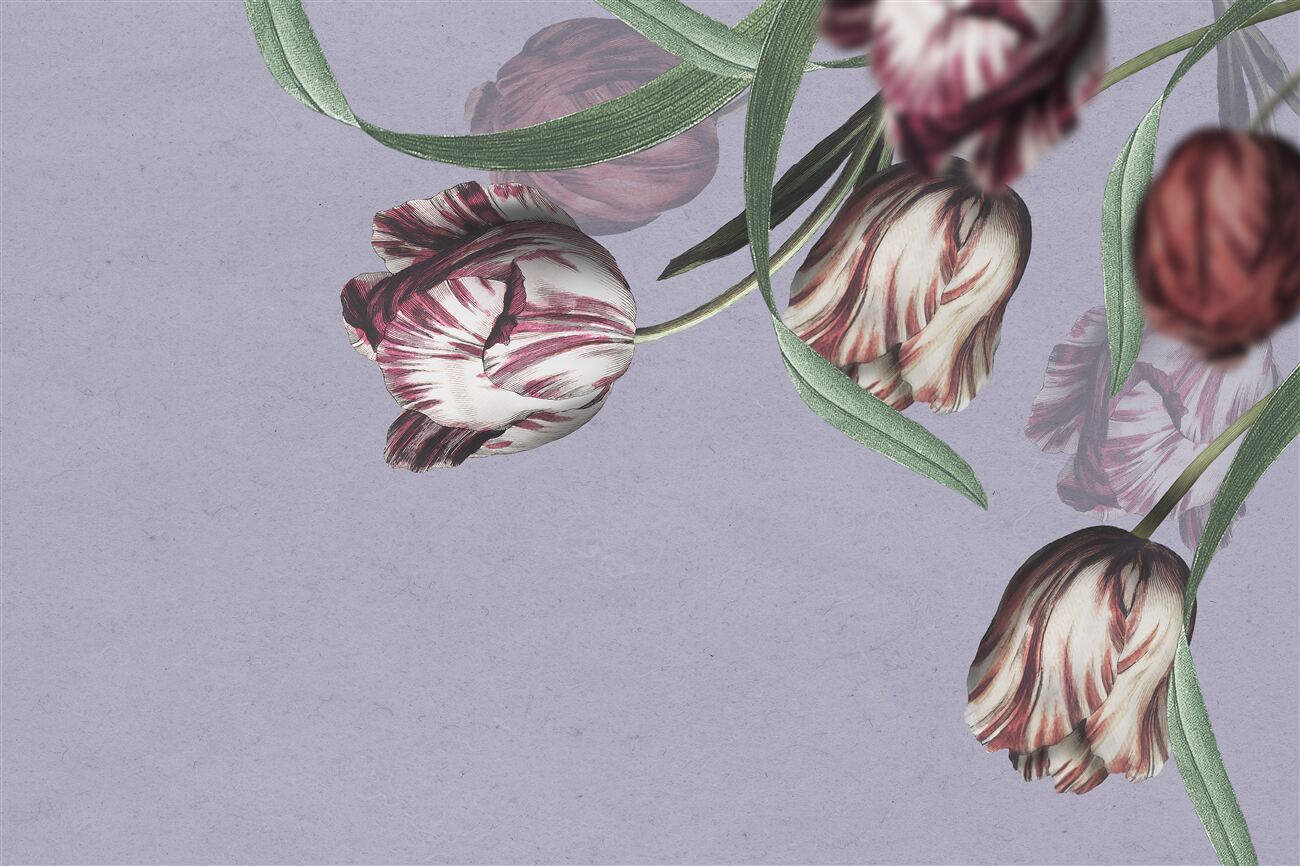 Fototapeta TIGITER TUULIPS W BLICE
