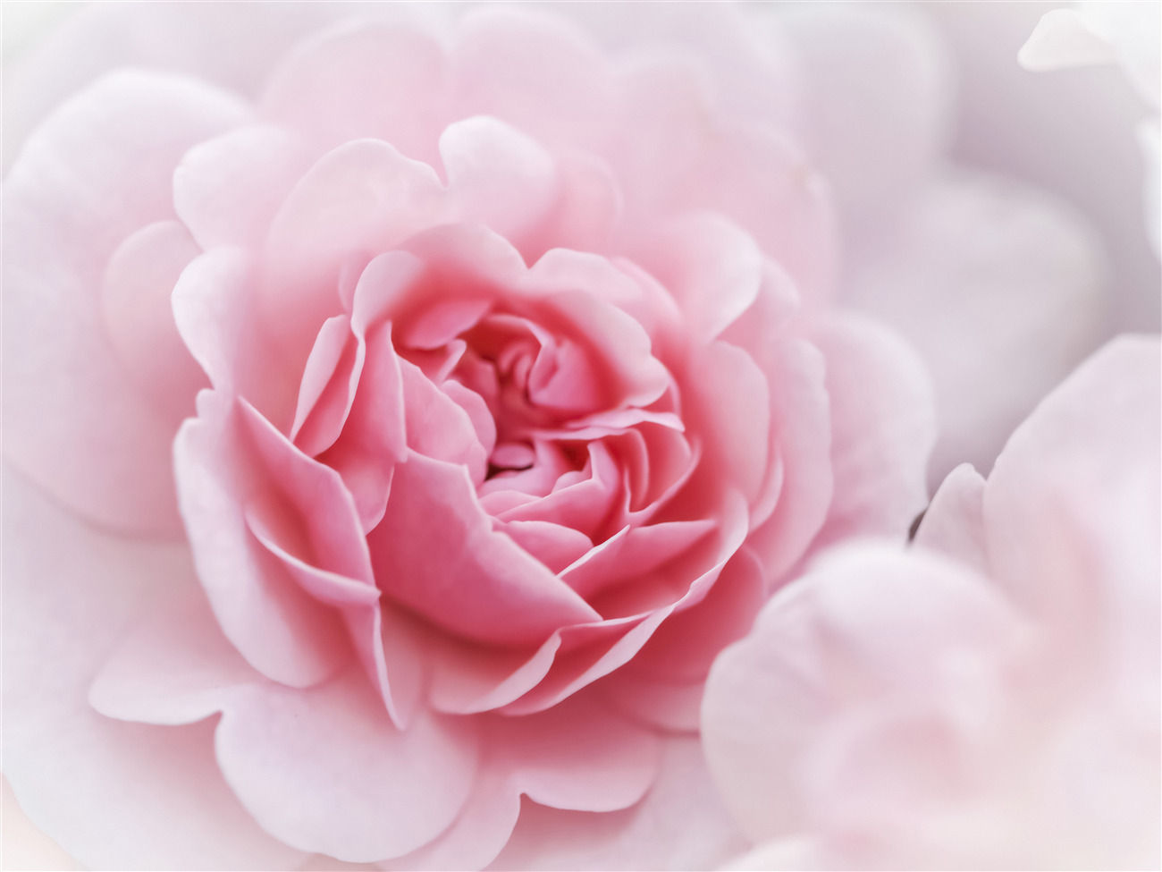 Fototapeta Pionovid Rose jest różowa