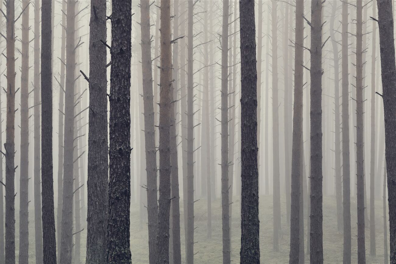 Fototapeta Wieczne drzewa