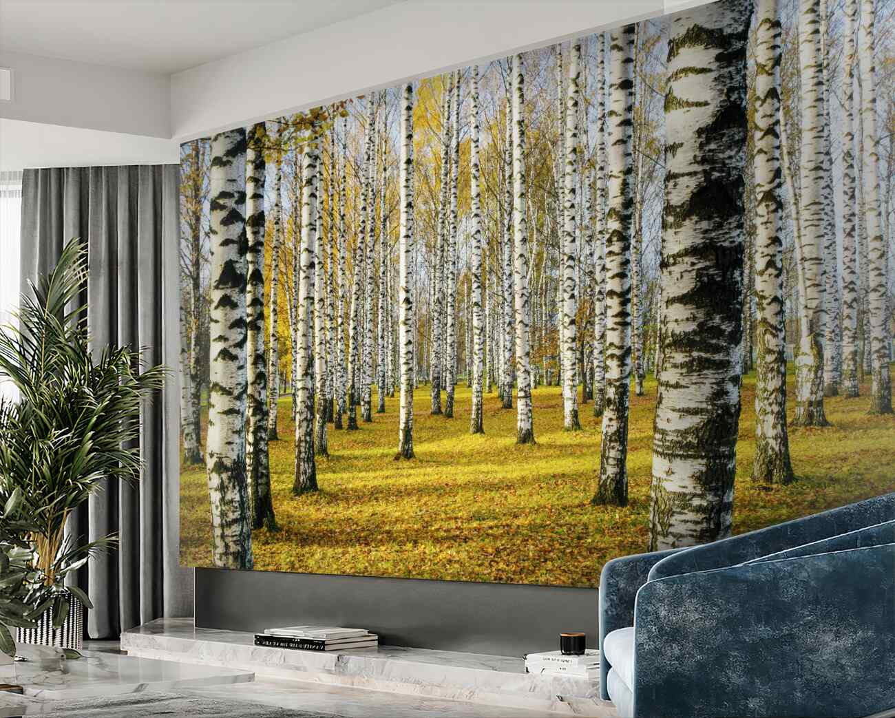Fototapeta Galava z gęsto posadzoną brzozą